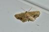 Idaea dimidiata